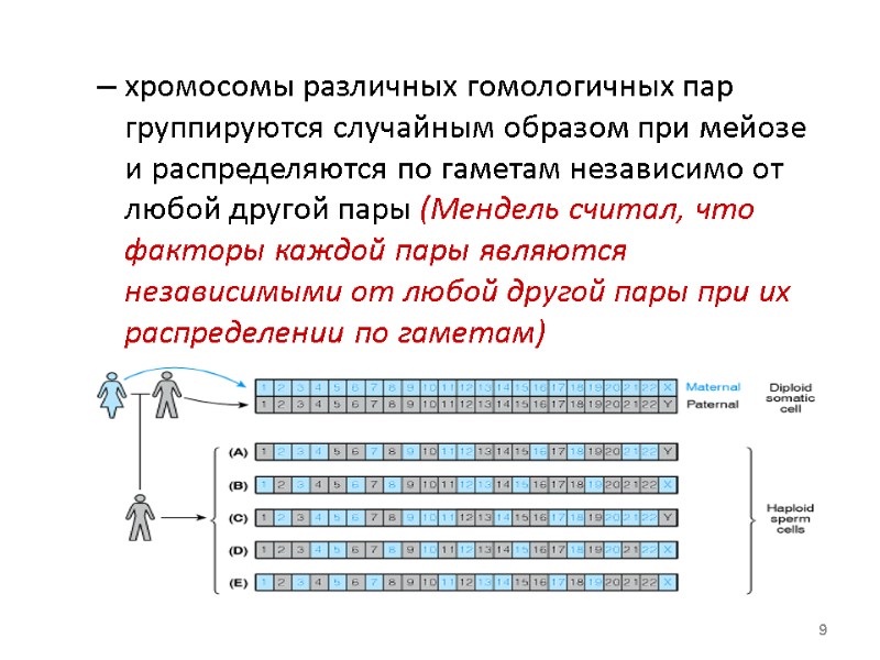хромосомы различных гомологичных пар группируются случайным образом при мейозе и распределяются по гаметам независимо